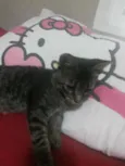 Tigrinho