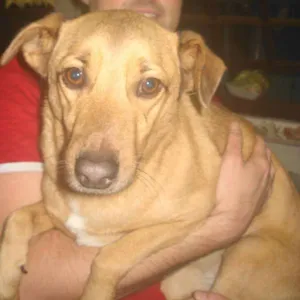 Cachorro raça SRD idade 6 ou mais anos nome MAIA GRATIFICA