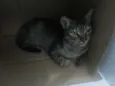 Katy