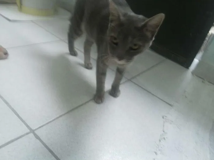 Gato ra a SRD idade 1 ano nome perry