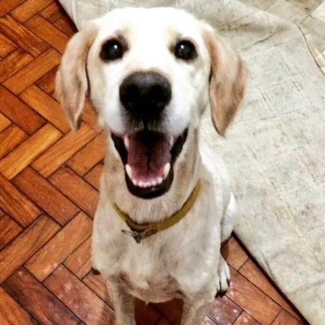 Cachorro ra a SRD idade 1 ano nome Danilo