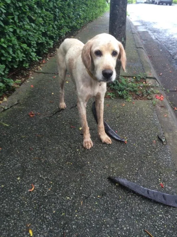 Cachorro ra a SRD idade 1 ano nome Danilo