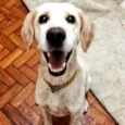 Danilo
