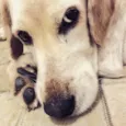 Danilo