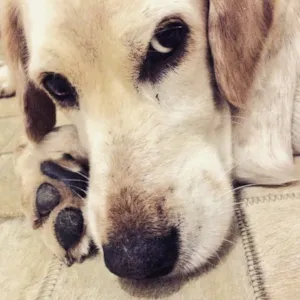 Cachorro raça SRD idade 1 ano nome Danilo