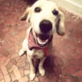 Danilo