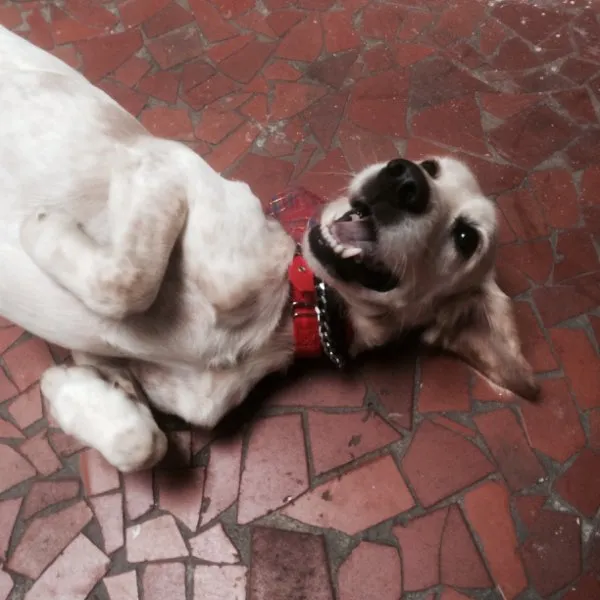 Cachorro ra a SRD idade 1 ano nome Danilo