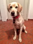 Danilo