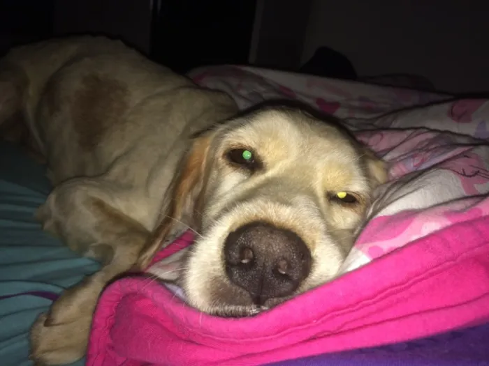 Cachorro ra a SRD idade 1 ano nome Danilo