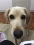 Danilo