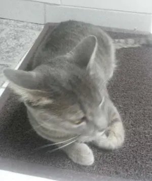 Gato raça SRD idade 1 ano nome perry
