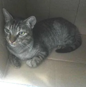 Gato raça SRD idade 1 ano nome Katy