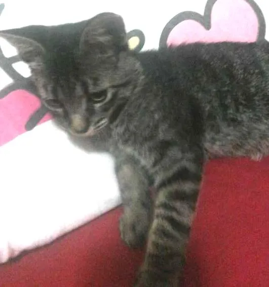 Gato ra a SRD idade 2 a 6 meses nome Tigrinho