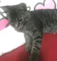 Tigrinho