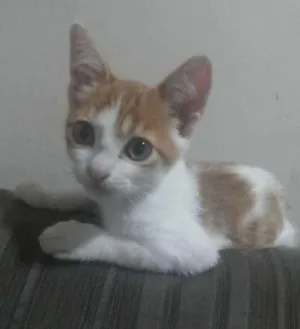 Gato raça SRD idade 2 a 6 meses nome Chico