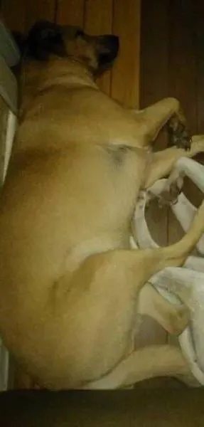 Cachorro ra a SRD idade 6 ou mais anos nome MAIA GRATIFICA