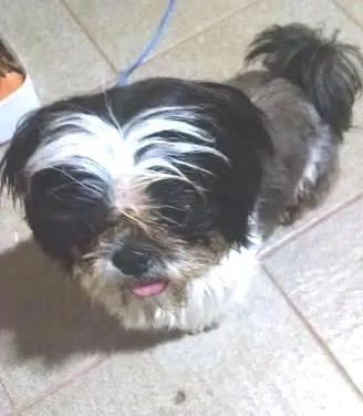 Cachorro ra a Shih Tzu idade 1 ano nome Não Sei