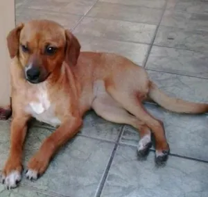 Cachorro raça Sem raça definida idade 2 anos nome Charlô