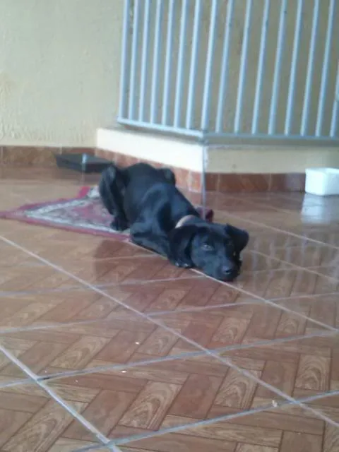 Cachorro ra a SRD idade 7 a 11 meses nome Bacon