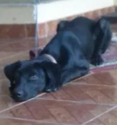 Cachorro ra a SRD idade 7 a 11 meses nome Bacon