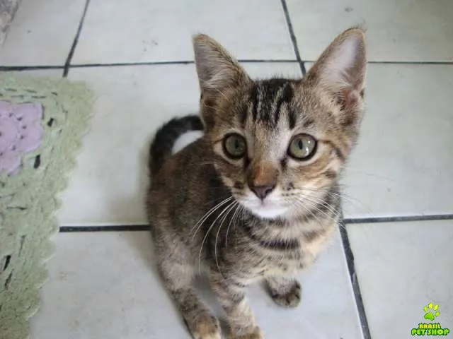 Gato ra a SRD idade 2 a 6 meses nome Sem Nome
