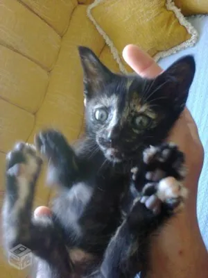 Gato raça SRD idade 2 a 6 meses nome Sem Nome 2