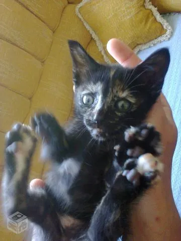 Gato ra a SRD idade 2 a 6 meses nome Sem Nome 2
