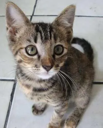 Gato ra a SRD idade 2 a 6 meses nome Sem Nome