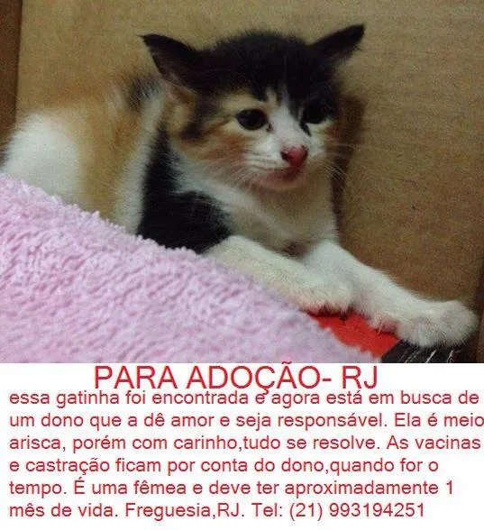 Gato raça  idade Abaixo de 2 meses nome Lily