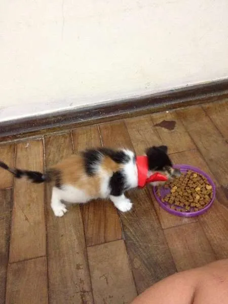 Gato raça  idade Abaixo de 2 meses nome Lily