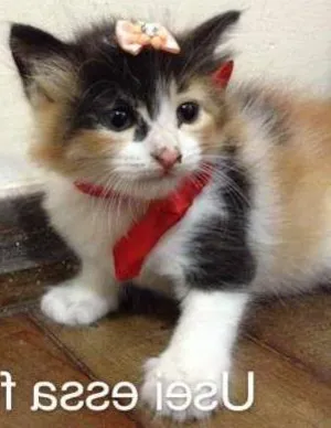 Gato raça  idade Abaixo de 2 meses nome Lily