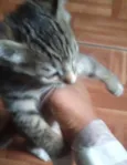 Gato raça srd idade Abaixo de 2 meses nome sem nome
