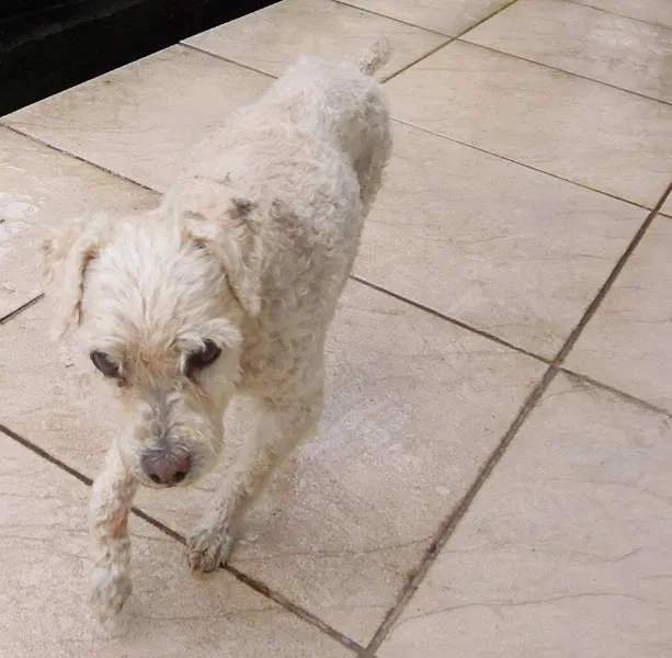 Cachorro ra a Poodle idade 6 ou mais anos nome Guga GRATIFICA