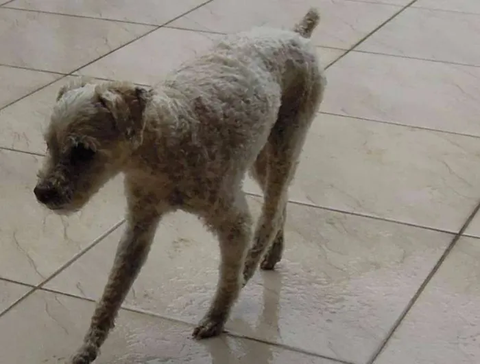 Cachorro ra a Poodle idade 6 ou mais anos nome Guga GRATIFICA