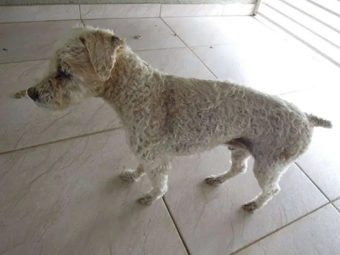 Cachorro ra a Poodle idade 6 ou mais anos nome Guga GRATIFICA