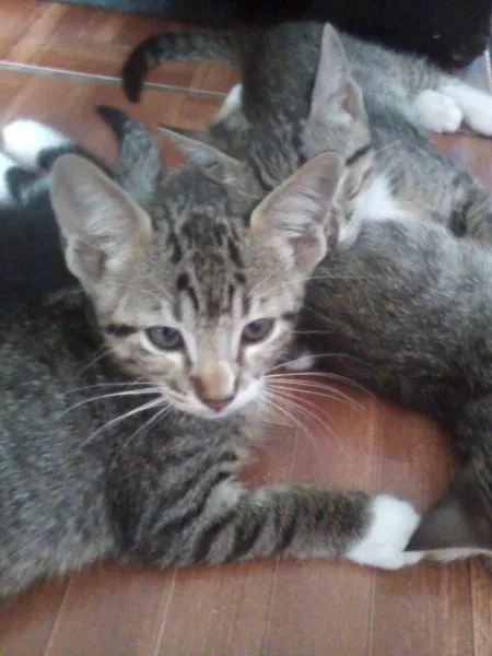 Gato raça srd idade Abaixo de 2 meses nome sem nome