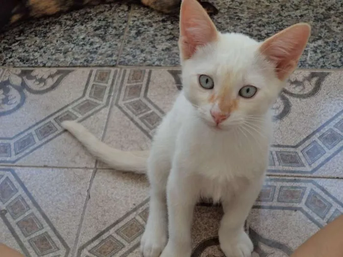 Gato ra a  idade 2 a 6 meses nome Cornellius