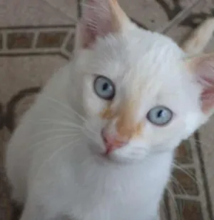 Gato raça  idade 2 a 6 meses nome Cornellius