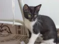 Klaus