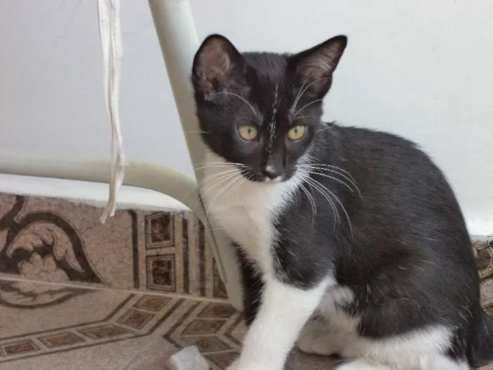 Gato ra a  idade 2 a 6 meses nome Klaus