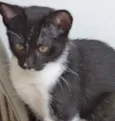 Klaus