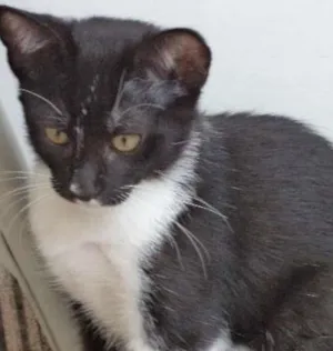 Gato raça  idade 2 a 6 meses nome Klaus