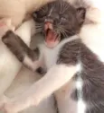Klaus