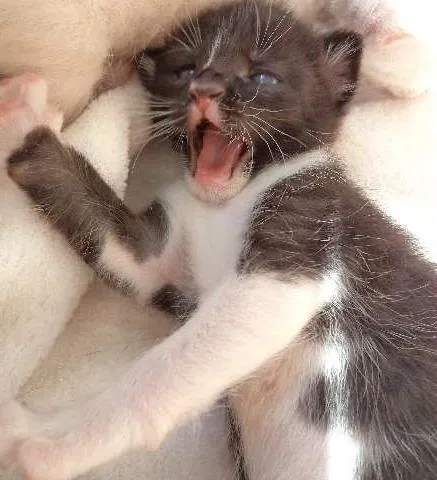 Gato ra a  idade 2 a 6 meses nome Klaus