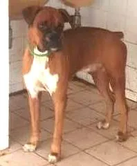 Cachorro raça Boxer idade 1 ano nome pity