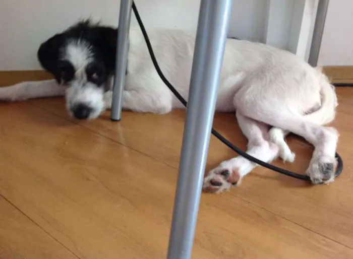 Cachorro ra a SRD idade 2 a 6 meses nome FILHOTE FLOQUINHA