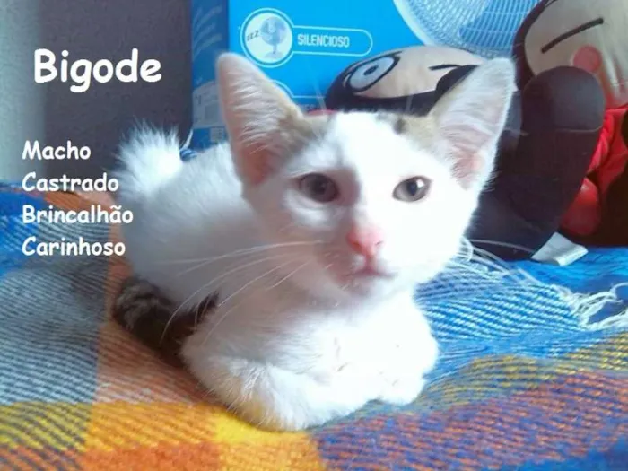 Gato ra a SRD idade 2 a 6 meses nome Bigode