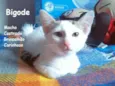 Bigode