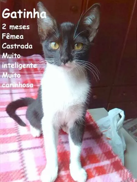 Gato ra a SRD idade 2 a 6 meses nome Gatinha