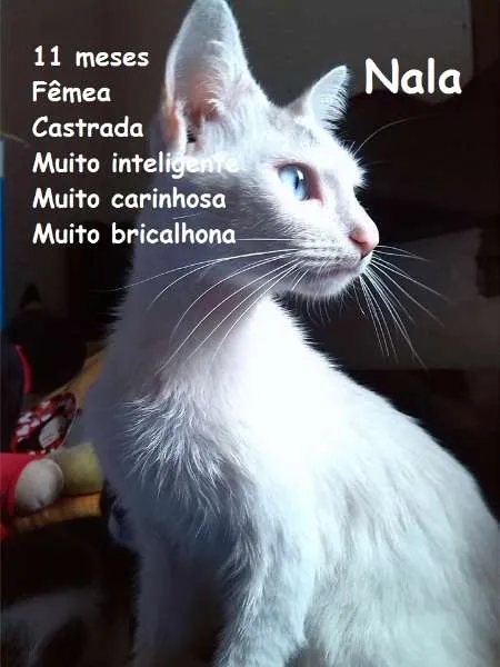 Gato ra a SRD idade 7 a 11 meses nome Nala